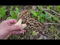 Morel Mushroom Hunting - Early April 2024 - Yellow And Black Morel | Morchella | Spring Mushrooms