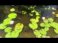 Real sound of my Monet Garden🪷2024年7月初的莫奈花园🪷睡莲盛开🪷夏日炎炎的清凉一刻。倾听真实的流水声、风声。#DIY #fishpond #monetgarden