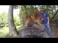 German Shepherd Dog - GSD - Gunnar GoPro Fetch Cam - 10/12/2014