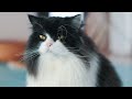 Gato Persa  - Tudo Que Precisa Saber Para Cuidar de Um Gato Persa