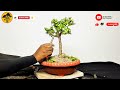 JADE PLANT KA BONSAI KAYSE BANAYE // HOW TO MAKE JADE PLANT BONSAI  // BONSAI THE ART 🏝
