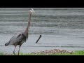 Great Blue Heron in the pouring rain.