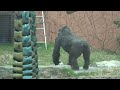 한국 최후의 고릴라 고리나 The last gorilla in korea, Gorina