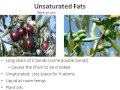 Lipids & Fatty Acids (honors biology) updated