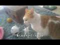 【2343,2344日目】一人遊びにゃ～な猫【かわいい・面白い】～The growth record of my cute cat, Nike day 2343,2344