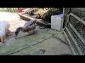 Try Not To Laugh 😅 Funniest Cats and Dogs 2024 😹🐶