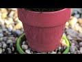 Repotting Succulents | The best way to repot succulents AND houseplants