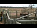 Low Stress Cattle Handling (C2C)