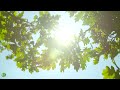 Soft Healing Music for Health and Calming of the Nervous System, Relief Stress, Deep Relaxation #19