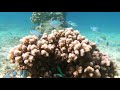 meet the Pufferfish #marinelife #underwaterworld #philippines #diving #cebu