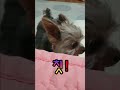 [ 아작뚱 ] 한밤의 간식 타령 (요키, Yorkshire Terrier, 작은 강아지, 아롱이)