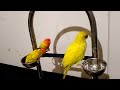 Yellow parrot videos compilation