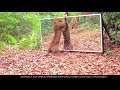 Gabon' Jungle: Elephant families refusing to share a large mirror with a leopard (long version)