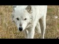 Yellowstone - The Wolves are Back | Wildlife Documentary
