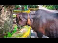 Baby cow kerala | Pashu | Pasukutty | Nadan pashu | Kerala breed cow | Indian breed cow Malayalam