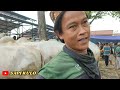 Kedatangan Sapi PO Jumbo Langsung Deal Di Pasar Sapi Kebumen|Pasar Kebumen Terbaru