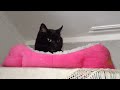 Pretty Black Cat on top of the wardrobe wakes up in bed looking miffed annoyed woken up sleepy tired