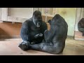 父がいっぱい遊んでくれて大満足なキヨマサ　Kiyomasa is very happy that his father played with him a lot　ゴリラ/gorilla 🦍