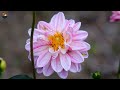 How to plant Dahlia tubers in pot