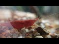 Adult Neocaridina Davidi Shrimp Eating (Slow Motion Close-up)