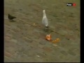 Shoplifting Seagull Caught On Camera