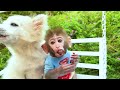 Bebé Mono Bon Bon Come Fruta Con su Cachorro y Nada con un Patito en la Piscina - MONO BONBON ESP