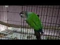 beauty of pearly conure , outside cage