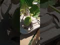 Cantaloupe Melon Growing..🍈