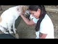 Feeding Stray Dogs in Puerto, Colombia