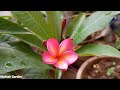 How To Grow And Care Plumeria Champa  Plant May Care | Plumeria Champa ki cutting kese lagain Hindi