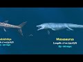 Sea Monsters Size Comparison | The Largest Sea Animals: Living and Prehistoric