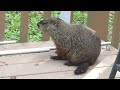 Marmotte et ses marmottons