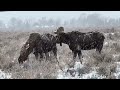 7 Minutes of Moose in the Grand Teton National Park