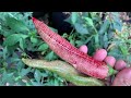 EP11: Insane pepper harvest in a small backyard garden
