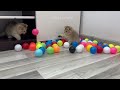 New Funny Animals 😍 Funniest Cats and Dogs Videos 😹🐶 Part 10