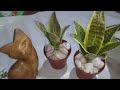 Plantita nag order ng artificial plant || Artificial plants from shoppee