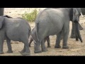 Feb 17 Djuma Waterhole Cam: Elephants, Look for the new Baby!