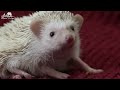 Cute Baby Animals 4K : Lovely Wild Cute Animals With Relaxing Music (Colorfully Dynamic)