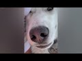 Try Not To Laugh😹🐕Funniest Cats and Dogs 2024😺