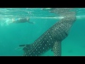 Swimming with the Butanding (Whale Sharks) in Cebu