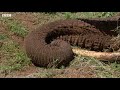 Tranquilized Elephant Mother Risks Crushing Her Baby | BBC Earth