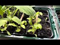 Seedling update# YouTube#viral#fyp