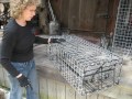 Beaver Live Trap, Judy Comstock showing easy setting