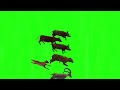 Running animals cartoon green screen animation video ll