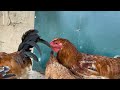 Raising chickens in the rainy season - Building nests for chickens to lay eggs - Chicken farm.