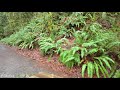 4K Virtual Trail Running - Jogging along Coal Creek Trail - Forest Scenery for Treadmill Training