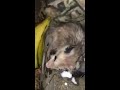 Nursing and petting a wild baby opossum
