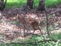 New born baby and Mama Deer 2
