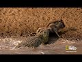 Croc Sneak Attack | Africa's Deadliest