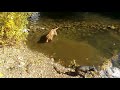 Fishing dog fails at catching an easy fish